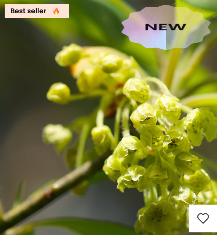 Parfum Femme Essence 30% 70 ml inspiré de dévotion Product vendor