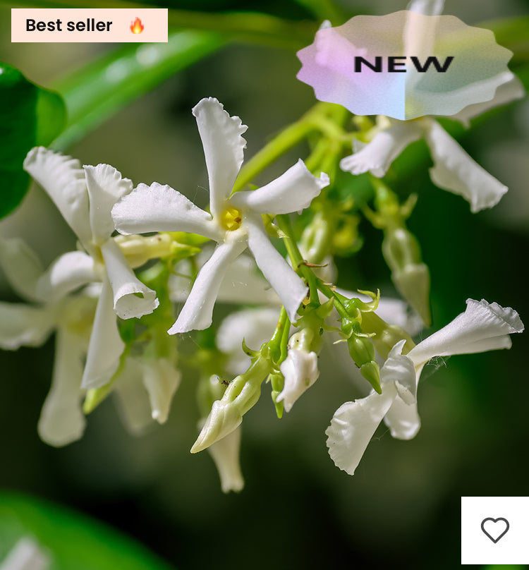 Parfum Femme Essence 30% 70 ml inspiré de dévotion Product vendor